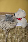 British Shorthair Kitten