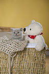 British Shorthair Kitten