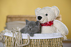 British Shorthair Kitten