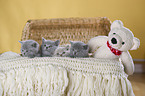 4 British Shorthair Kitten