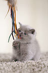 British Shorthair Kitten