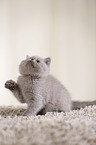 British Shorthair Kitten