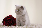 British Shorthair Kitten