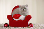 British Shorthair Kitten