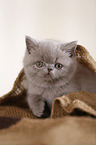 British Shorthair Kitten