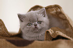 British Shorthair Kitten