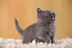 British Shorthair Kitten