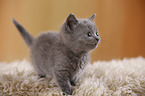 British Shorthair Kitten