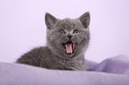 British Shorthair Kitten