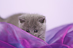 British Shorthair Kitten