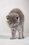 British Shorthair Kitten