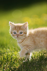 British Shorthair Kitten