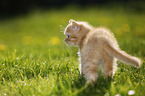 British Shorthair Kitten