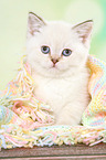 sitting British Shorthair Kitten