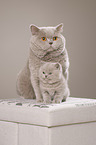 2 British Shorthair