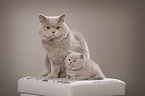 2 British Shorthair