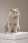 sitting British Shorthair