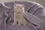 British Shorthair Kitten