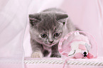 British Shorthair Kitten