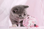 British Shorthair Kitten