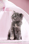 British Shorthair Kitten