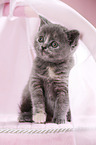 British Shorthair Kitten