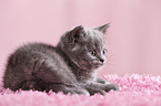 British Shorthair Kitten