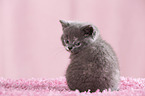 British Shorthair Kitten