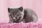 British Shorthair Kitten