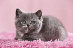 British Shorthair Kitten