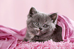 British Shorthair Kitten