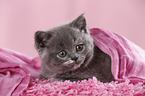 British Shorthair Kitten