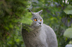 British Shorthair portrait