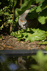 British Shorthair portrait