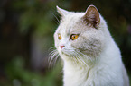 British Shorthair portrait