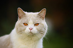 British Shorthair portrait