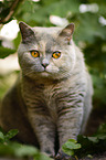 sitting British Shorthair