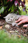 British Shorthair Kitten