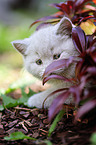 British Shorthair Kitten