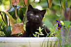 British Shorthair Kitten