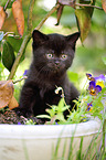 British Shorthair Kitten