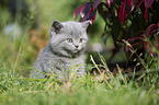 British Shorthair Kitten