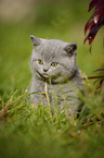 British Shorthair Kitten