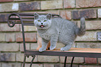 British Shorthair Kitten