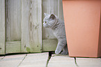 British Shorthair Kitten