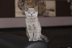 British Shorthair Kitten