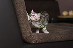 British Shorthair Kitten