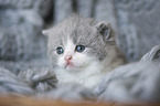 British Shorthair Kitten