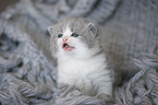 British Shorthair Kitten