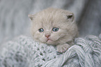 British Shorthair Kitten